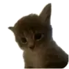 Котики