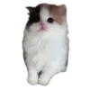 Стикер Котики