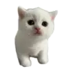 Стикер Котики