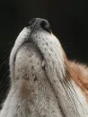 Стикер Cunning Fox (razoleg)
