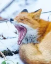 Стикер Cunning Fox (razoleg)
