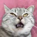 Стикер Тифаня