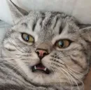 Стикер Тифаня