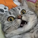 Стикер Тифаня