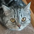 Стикер Тифаня