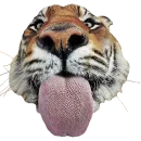 Стикер Tiger Male