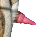 Стикер Tiger Male