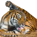 Стикер Tiger Male