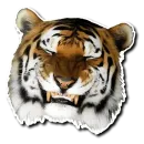 Tiger Tiger