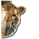 Стикер Tiger Tiger