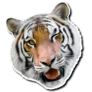 Стикер Tiger Tiger