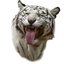 Стикер Tiger ❤