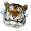 Стикер Tiger ❤