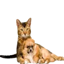 Стикер Tigers Cats