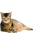 Стикер Tigers Cats