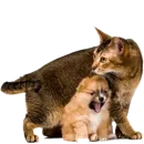 Стикер Tigers Cats