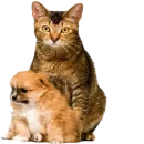 Стикер Tigers Cats