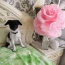 Стикер Timidi_Kopchik