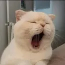 Стикер kolelas cats