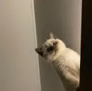 Стикер kolelas cats