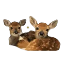 Стикер оленята