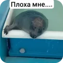 Тюлень