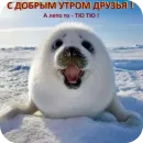 Стикер Тюлень