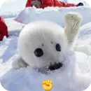 Стикер Тюленчик