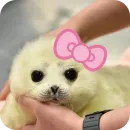 Стикер Тюленчик