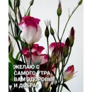 Стикер Ватсап Доброе утро