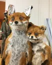 Стикер Fox