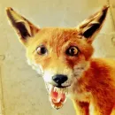 Стикер Fox