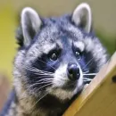 Uprt Animals