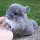 Стикер Uprt Animals