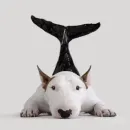 Стикер Uprt Animals