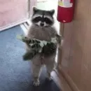Стикер Uprt Animals