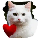 Стикер Vasek the Cat