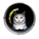 Стикер Vasek the Cat