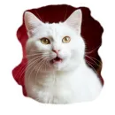 Стикер Vasek the Cat