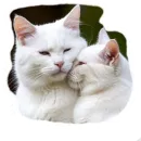 Стикер Vasek the Cat