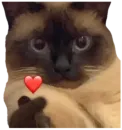 Cat Vibes