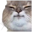 Стикер Cat Vibes