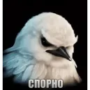 Birds Memes