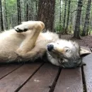 Стикер Волк