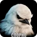 Birds Memes