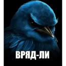 Birds Memes
