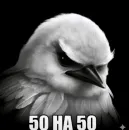 Стикер Birds Memes