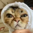 Стикер Всратость бытия