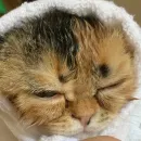 Стикер Всратость бытия