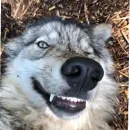 Стикер Wolfs